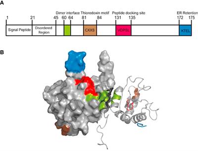 AGR2: a secreted protein worthy of attention in diagnosis and treatment of breast cancer